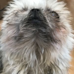 Meet your Posher, Bert